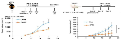 syngeneic mouse model을 이용한 CARS1 IP injection 시 나타나는 항암 효능 확인-1