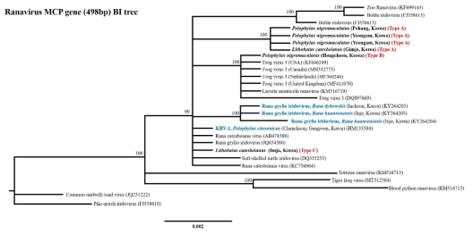 본 연구에서 획득한 라나바이러스 서열의 BI 계통 분석