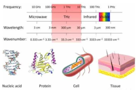 테라헤르츠 주파수 영역과 이를 이용한 다양한 스케일의 생체물질 검출