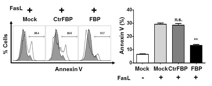 FBP 처리에 따른 세포사멸 억제 효과