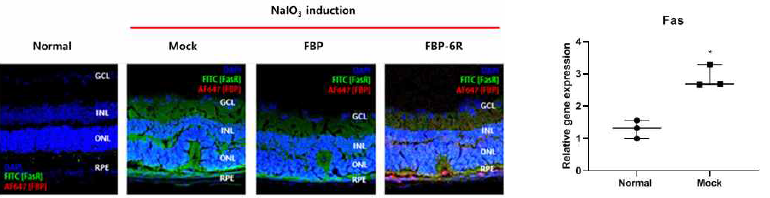 황반변성 동물모델 확립. 황반변성 동물모델에서 망막세포의 Fas 과발현과 6R-FBP가 Fas를 발현하는 망막세포에 전달됨을 확인. INL: Inner nuclear layer, ONL: Outer Nuclear Layer, OS: Outer segemnt, PRE: Retinal Pigment Epithelium