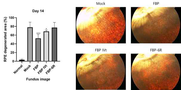 망막상피세포의 퇴화를 안저영상으로 6R-FBP를 점안액으로 처리 후 실험 14일차에 확인함