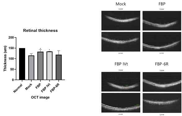 망막세포의 두께를 Optical Coherence Tomography (OCT)로 실험 진행 후 14일차에 치료 효능 확인함