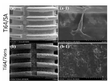 SEM images of the osteoblast cells cultured implants