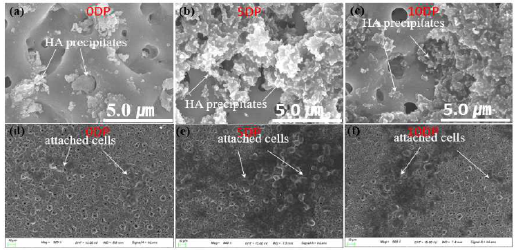 (a-c) SEM images showing formation of HA on the surface of 0DP, 5DP, and 20DP samples, respectively after immersion in the SBF solution for 24 h, while (d-f) SEM images showing the osteoblast cells cultured for 24 h on the surface of 0DP, 5DP, and 20DP samples, respectively