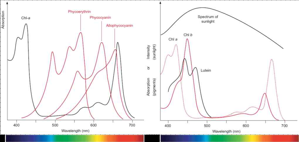 피코빌리솜과 엽록소의 흡수 스펙트럼 차이