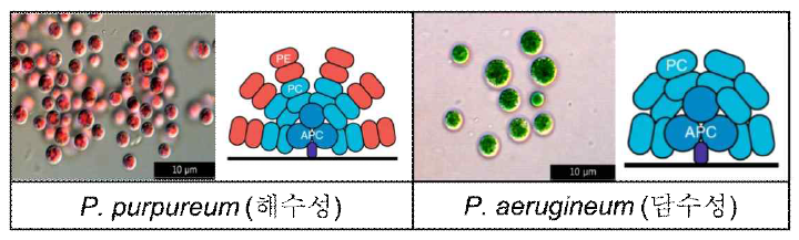P. purpureum과 P. aerugineum의 현미경 사진 및 피코빌리솜 광수용체의 비교