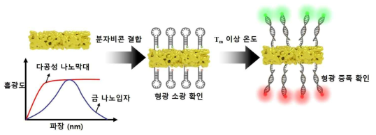 다공성 금 나노막대의 형광증폭확인 모식도