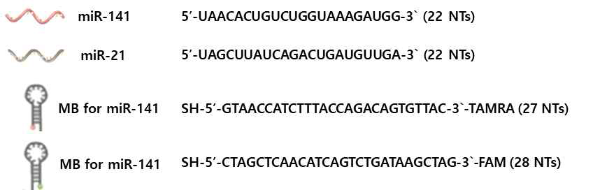 miR-21과 miR-141의 염기서열 및 분자비콘의 염기서열