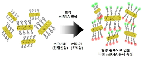 다공성 금 나노막대와 분자비콘을 이용한 다중 miRNA 측정 모식도
