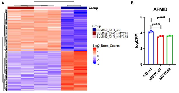 A, MYC의 siRNA가 처리된 택솔 내성 SUM159PT의 전사체 분석 결과. B, A에 제시된 전사체 분석 결과에서 AFMID의 differentially expressed genes (DEGs) 분석 결과