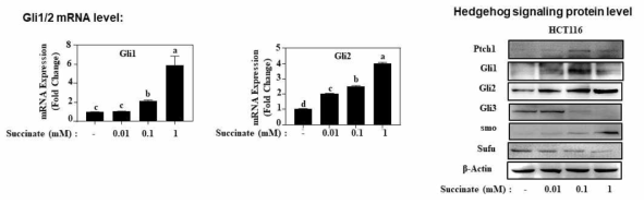 대장암 세포주인 HCT116 cells에서의 succinate에 의한 Hedgehog signalign mediators 조절