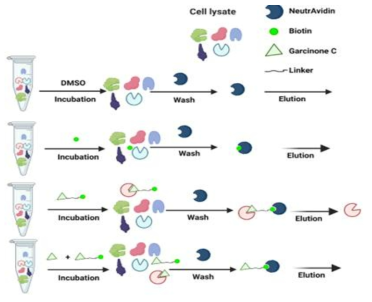 The scheme of competitive binding assay