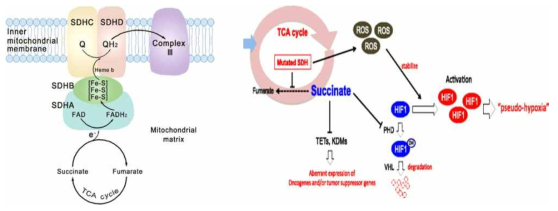 SDH의 구조 및 발암과정에서의 역할