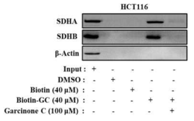 대장암 세포주인 HCT116 cells에서의 Garcinone C와 SDH의 direct binding 검증