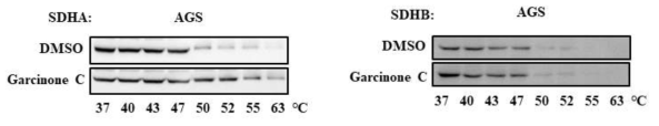 위암 세포주인 AGS cells에서의 Garcinone C와 SDHA의 direct binding 검증