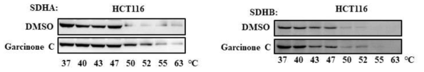 대장암 세포주인 HCT116 cells에서의 Garcinone C와 SDHA의 direct binding 검증
