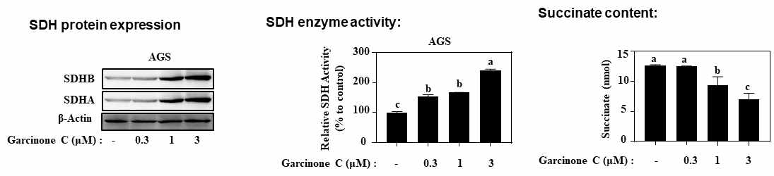 위암 세포주인 AGS cells에서의 Garcinone C에 의한 SDH 단백질 level 및 활성 분석