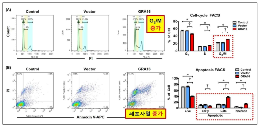 유세포분석(FACS)을 통한 세포주기 비율 및 세포사멸 비율 분석 (A) 암세포 내 GRA16 발현에 따른 cell-cycle FACS 결과 및 비율, (B) 암세포 내 GRA16 발현에 따른 apoptosis FACS 결과 및 비율