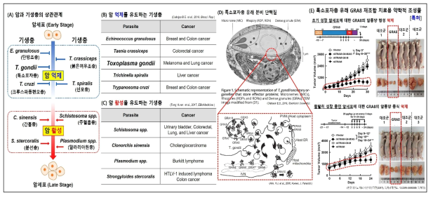 암 억제 또는 활성을 조절하는 기생충과 톡소포자충 유래 단백질의 암세포 증식 억제 효과