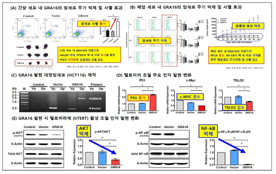 톡소포자충 유래 GRA16 단백질을 암세포에 활용한 선행연구 (A, B) 및 사전연구 (C, D, E)