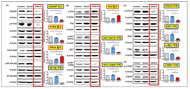 GRA16의 작용과 암세포 내 텔로머라제/텔로미어 조절 핵심 인자 발현 변화 (A) GRA16의 숙주세포 내 작용 기전 관련 중요 단백질 발현. (B, C) hTERT의 전사 및 활성 인자 단백질 발현. (D) hTERT 단백질 발현 및 인산화