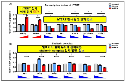 GRA16의 작용에 따른 hTERT 전사인자 및 shelterin complex 발현 변화 (A) 암세포 내 GRA16 발현에 따른 hTERT의 전사 조절 인자의 발현. (B) 텔로머라제의 텔로미어 길이 유지에 관여하는 shelterin complex 인자의 발현