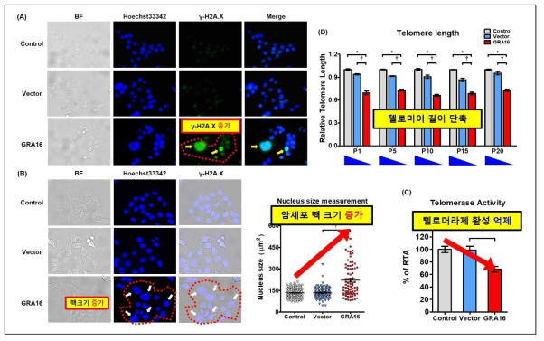 텔로머라제 억제/텔로미어 단축 지표, 텔로머라제 효소 활성 및 텔로미어 길이 분석 (A) 세포 내 ɤ-H2A.X의 형광 발현. (B) 세포 내 핵 크기 비교 분석. (C) 텔로머라제 활성 측정. (D) 상대적 텔로미어 길이 측정 분석