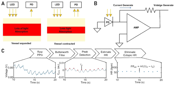 A. 혈관의 이완과 수축에 따른 반사된 빛의 변화. B. PPG 측정에 사용되는 TIA 구조. C. HR 추출 과정