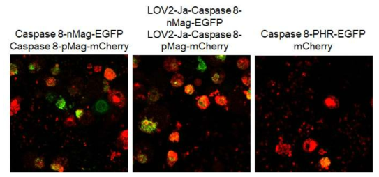 다양한 벡터 시스템을 이용한 optoCaspase 8 개발 시도