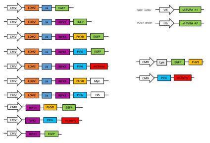 OptoRIK1 개발을 위한 다양한 벡터 시스템