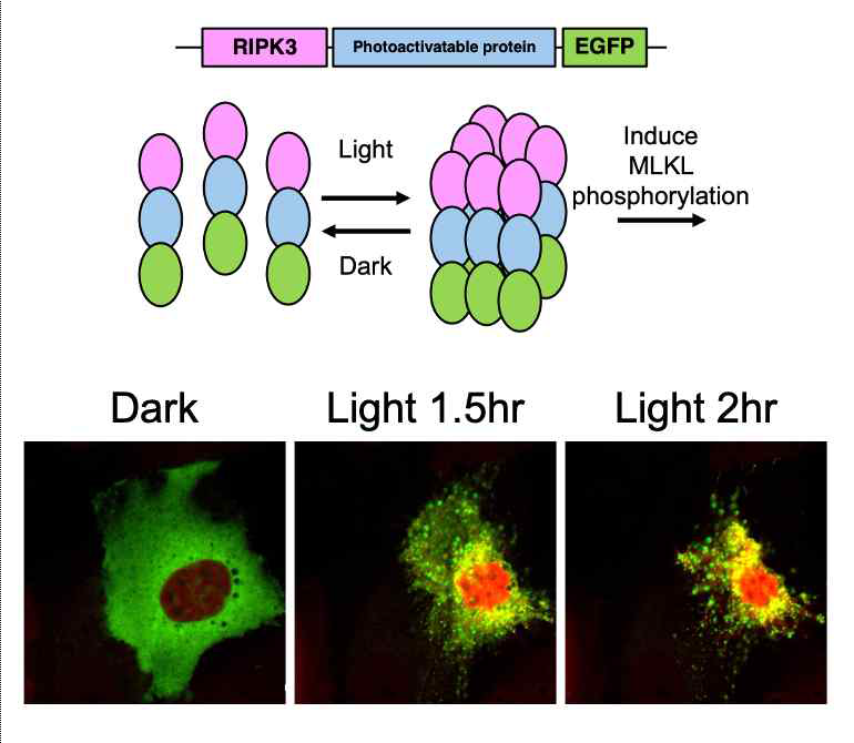 광유도 RIPK3 활성화 시스템 (optoRIPK3)