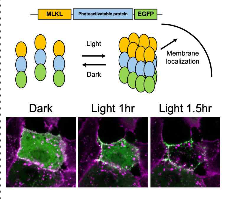 광유도 MLKL 활성화 시스템 (optoMLKL)