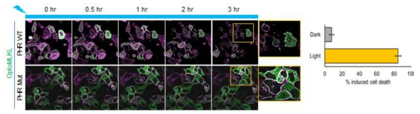 광유도 MLKL 활성화에 따른 세포사멸 유도 및 효율