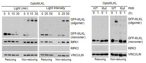 광유도 MLKL 활성화에 따른 상위인자들의 변화