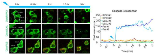 광유도 세포사멸사 경로 활성화에 따른 caspase 3 활성화