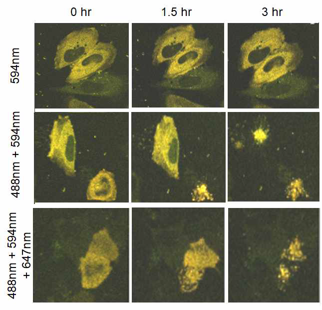 Dual-color optogenetics 기반 optoRIPK1 활성화 패턴에 따른 cell death 유도