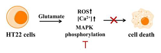 Glutamate로 독성을 유발한 HT22 세포주의 기전
