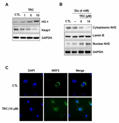 Role of Nrf2/HO-1 pathways in cells treated with TRC. (A-B) Cells were subjected to immunoprecipitation with HO-1, Keap1, and Nrf2 levels. (C) Trafficking of Nrf2 following treatment with 5 was evaluated using confocal microscopy. GAPDH was used as a loading control. *p < 0.05 vs glutamate group