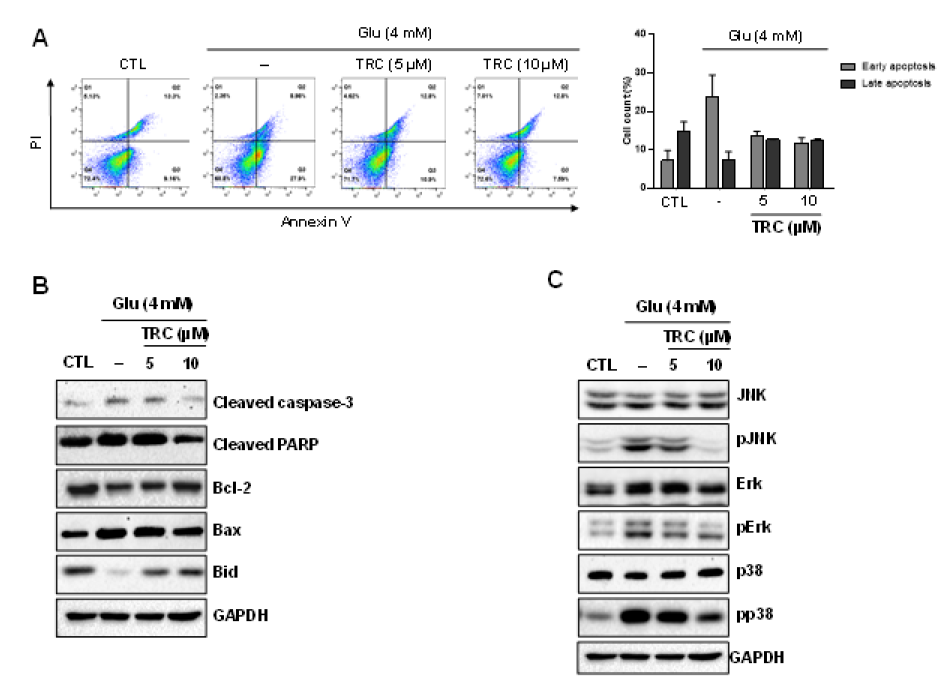 Inhibitory effect of TRC on glutamate-induced apoptosis. (A) The level of apoptosis was evaluated using annexin V/PI double staining. Cell death was assessed by flow cytometry. (B) Whole-cell lysates from HT22 cells were immunoblotted with antibodies specific to Bcl-2, Bax, bid, cleaved PARP, and caspase-3. (C) Expression levels of p-JNK, JNK, p-ERK, and ERK using western blotting. GAPDH was used as a loading control. *p < 0.05 vs glutamate group. *p < 0.05 vs glutamate group