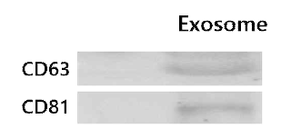 엑소좀의 표면 마커 검증