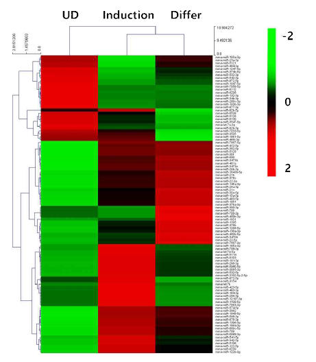 미분화/분화 엑소좀 miRNA의 heatmap