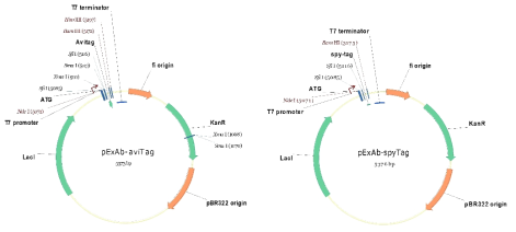Avitag fusion 항체 (좌) 및 spytag fusion 항체 (우) 과발현 벡터