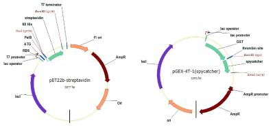 Streptavidin (좌) 및 GST-spycatcher (우) 과발현 벡터