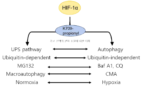 경로 선택적 분해 조절 기전과 HIF1α propionylayion의 역할 이해