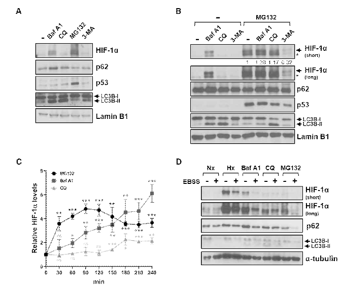 Autophagy/UPS pathway inhibitor를 처리하여 HIF1α 수준 분석