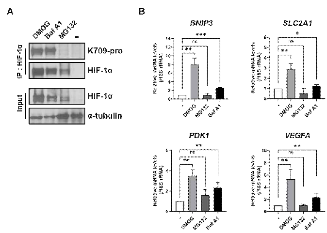 UPS 및 autophagy inhibitor에 의해 안정화된 HIF1α의 propionylation 수준 및 표적 유전자의 발현 수준