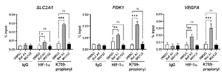 Inhibitor를 처리한 조건에서 HIF1 α 및 HIF1α propionyl 항체를 이용한 ChIP 분석