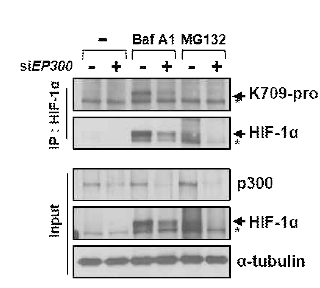 Macroautophagy에 의한 VHL 의존적 HIF1α degradation