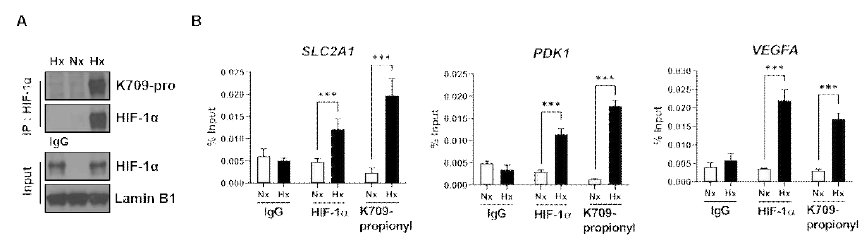 Hypoxia 환경에서 propionylation 수준 분석과 HIF1α 및 HIF1α propionyl 항체를 이용한 ChIP 분석